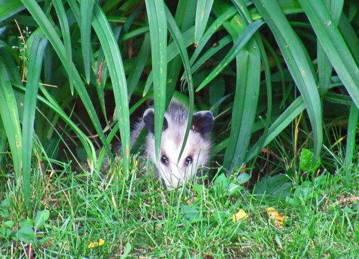 possum